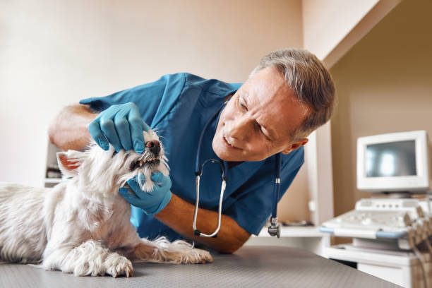 Best Emergency Dental Extractions in Dodson Branch, TN